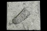 1.3" Crinoid (Scytalocrinus) Fossil - Crawfordsville, Indiana - #130172-1